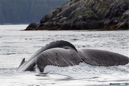 Tail of Humpback Whale Foto de stock - Sin royalties Premium, Código: 614-06044272