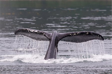 Queue de baleine à bosse Photographie de stock - Premium Libres de Droits, Code: 614-06044273
