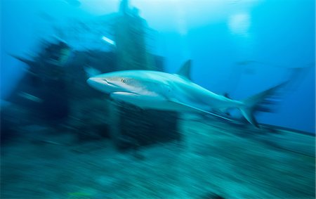 Caribbean Reef Shark and Wreck Foto de stock - Sin royalties Premium, Código: 614-06044284
