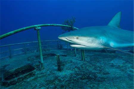 simsearch:614-06044287,k - Caribbean Reef Shark and Wreck Fotografie stock - Premium Royalty-Free, Codice: 614-06044281