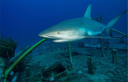 Caribbean Reef Shark and Wreck Foto de stock - Sin royalties Premium, Código: 614-06044282