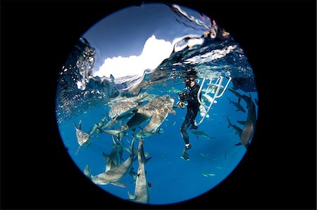 sharks - Frenzy of Caribbean Reef Sharks Foto de stock - Sin royalties Premium, Código: 614-06044294