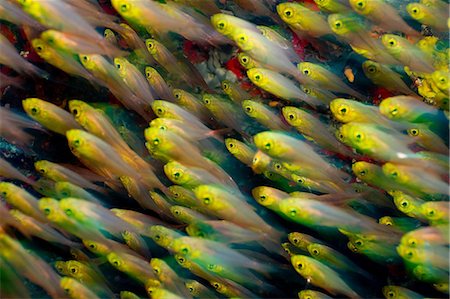 fish school - Golden balayeuses, Maldives Photographie de stock - Premium Libres de Droits, Code: 614-06044296