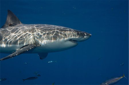 sea life under water not people - Great White Shark, Mexico. Stock Photo - Premium Royalty-Free, Code: 614-06044297