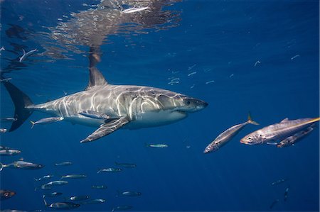 sea life under water not people - Great White Shark, Mexico. Stock Photo - Premium Royalty-Free, Code: 614-06044299