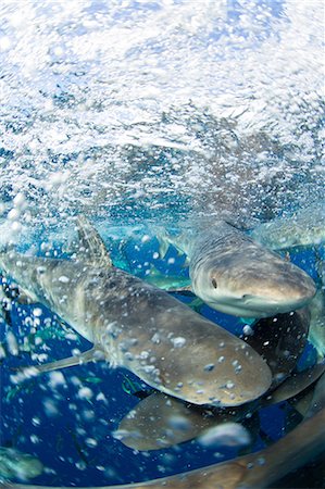 simsearch:614-06044287,k - Frenzy of Caribbean Reef Sharks Fotografie stock - Premium Royalty-Free, Codice: 614-06044292