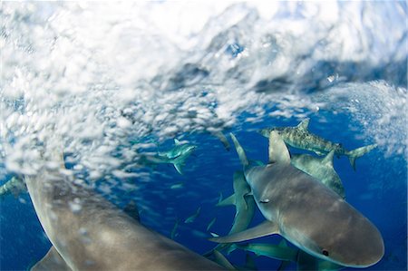 sea life under water not people - Frenzy of Caribbean Reef Sharks Stock Photo - Premium Royalty-Free, Code: 614-06044293