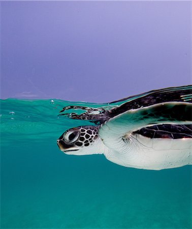 Juvenile Green Sea Turtle Foto de stock - Sin royalties Premium, Código: 614-06044305