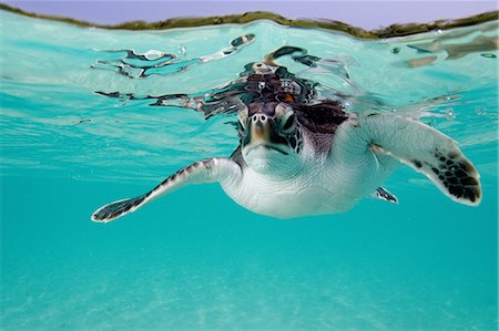 Juvenile Green Sea Turtle Foto de stock - Sin royalties Premium, Código: 614-06044306