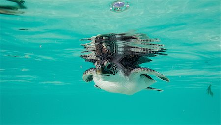 Juvenile Green Sea Turtle Foto de stock - Sin royalties Premium, Código: 614-06044308