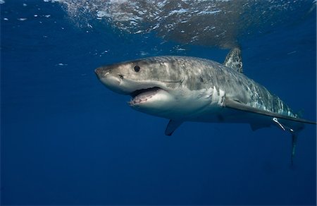 Grand requin blanc, Mexique. Photographie de stock - Premium Libres de Droits, Code: 614-06044300