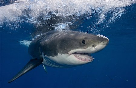 simsearch:400-08553170,k - Great White Shark, Mexico. Stock Photo - Premium Royalty-Free, Code: 614-06044301
