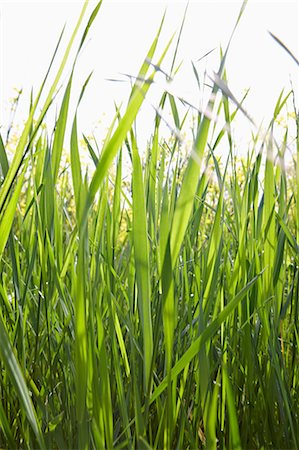 Blades of grass in sunlight Stock Photo - Premium Royalty-Free, Code: 614-06044428