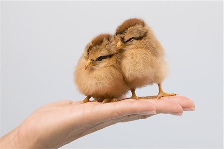 Person holding chicks on palm of hand Stock Photo - Premium Royalty-Free, Code: 614-06043347