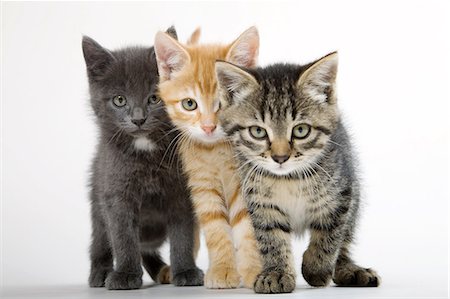 pets studio - Three kittens side by side Stock Photo - Premium Royalty-Free, Code: 614-06043354
