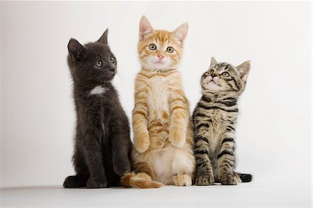 domestic cat - Three kittens sitting up Stock Photo - Premium Royalty-Free, Code: 614-06043355
