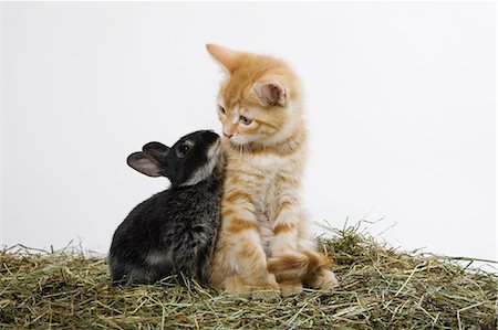 Ginger kitten and rabbit Foto de stock - Sin royalties Premium, Código: 614-06043358