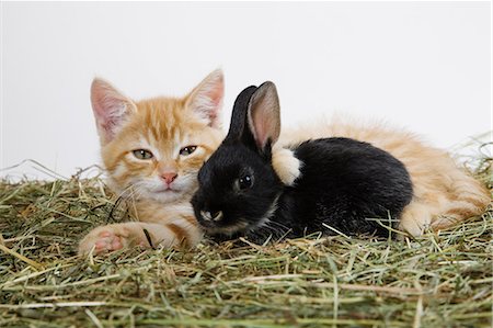 pets studio - Ginger kitten and rabbit Stock Photo - Premium Royalty-Free, Code: 614-06043359