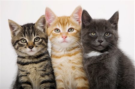 Three kittens side by side Foto de stock - Sin royalties Premium, Código: 614-06043350