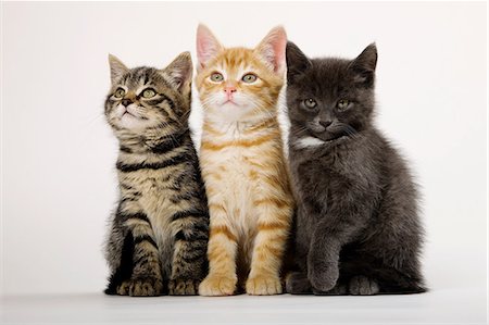 Three kittens side by side Foto de stock - Sin royalties Premium, Código: 614-06043351