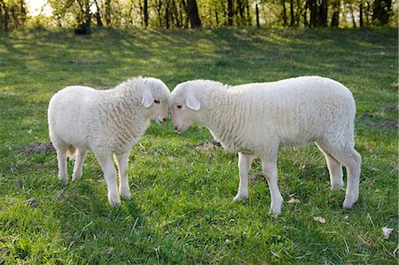 farm grass - Two lambs face to face Stock Photo - Premium Royalty-Free, Code: 614-06043365