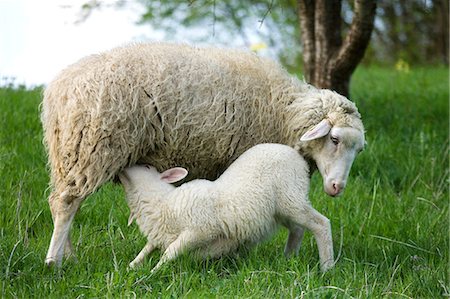 sheep in the fields - Lamb suckling from ewe Stock Photo - Premium Royalty-Free, Code: 614-06043370