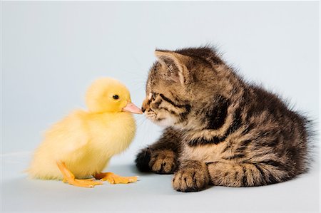 Kitten and duckling Foto de stock - Sin royalties Premium, Código: 614-06043372