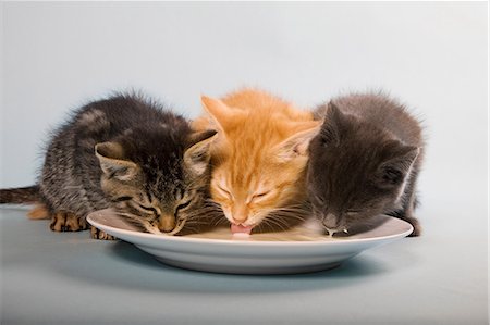 simsearch:614-06043513,k - Three kittens drinking milk from saucer Foto de stock - Sin royalties Premium, Código: 614-06043373