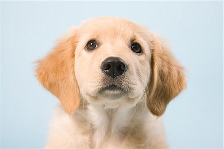 portrait face white background - Cute puppy close up, portrait Stock Photo - Premium Royalty-Free, Code: 614-06043384