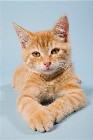 pets studio - Ginger cat looking at camera Stock Photo - Premium Royalty-Free, Code: 614-06043387