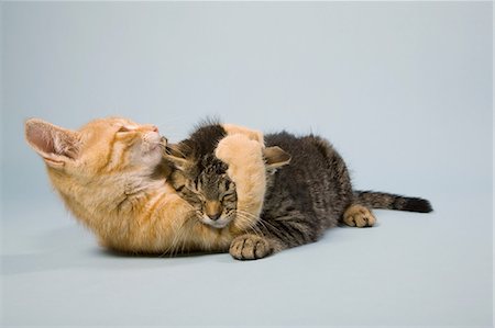 simsearch:614-06043513,k - Two cats play fighting Foto de stock - Sin royalties Premium, Código: 614-06043388