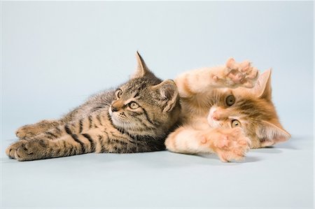 Deux chats couché Photographie de stock - Premium Libres de Droits, Code: 614-06043383