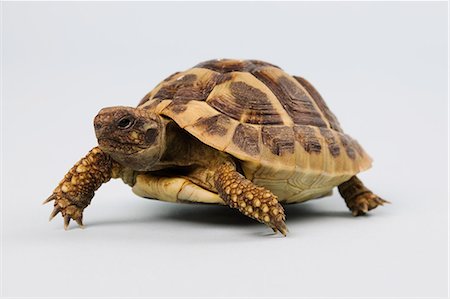 Tortoise, studio shot Stock Photo - Premium Royalty-Free, Code: 614-06043394