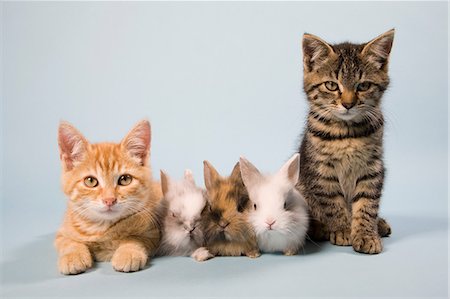 five animals - Cats and rabbits Stock Photo - Premium Royalty-Free, Code: 614-06043390
