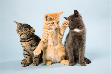 small cat - Three cats Stock Photo - Premium Royalty-Free, Code: 614-06043392