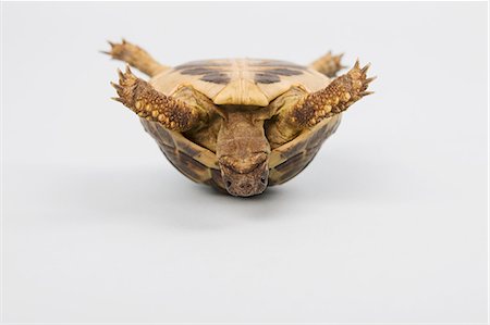 Tortoise upside down, studio shot Foto de stock - Royalty Free Premium, Número: 614-06043393