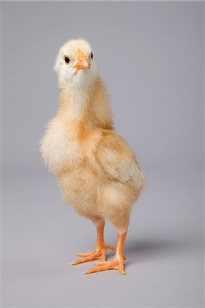 poussin - Chick, studio shot Photographie de stock - Premium Libres de Droits, Code: 614-06043404
