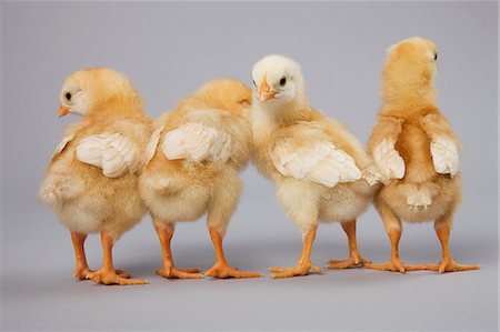 quattro animali - Four chicks rear view, studio shot Fotografie stock - Premium Royalty-Free, Codice: 614-06043406