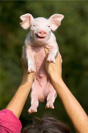 Person holding piglet above head Stock Photo - Premium Royalty-Free, Code: 614-06043400