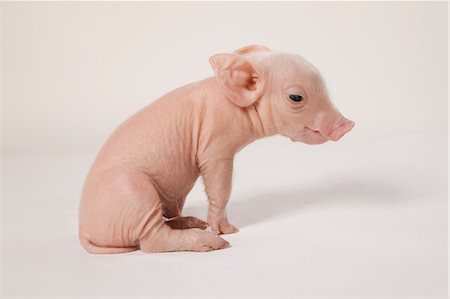 pink baby pig images - Mignon Porcinet, studio shot Photographie de stock - Premium Libres de Droits, Code: 614-06043418