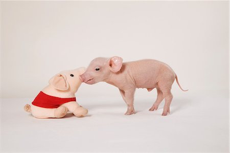 funny - Piglet and soft toy Stock Photo - Premium Royalty-Free, Code: 614-06043419