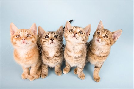 simsearch:614-06043392,k - Four cats looking up Stock Photo - Premium Royalty-Free, Code: 614-06043426