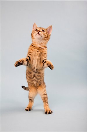 pata - Cat standing on back legs Foto de stock - Sin royalties Premium, Código: 614-06043427