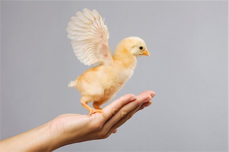 Person holding chick on palm of hand Stock Photo - Premium Royalty-Free, Code: 614-06043420