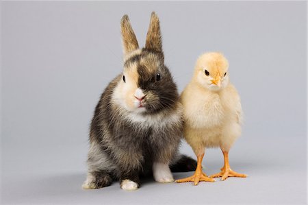 Rabbit and chick, studio shot Foto de stock - Sin royalties Premium, Código: 614-06043423