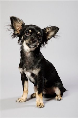 perro chihuahua - Dog sitting down, portrait Foto de stock - Sin royalties Premium, Código: 614-06043434