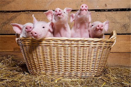 Five piglets in basket Foto de stock - Sin royalties Premium, Código: 614-06043438