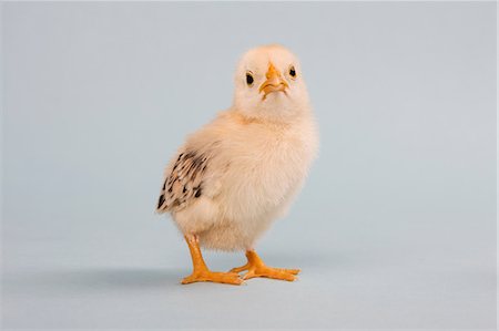 Chick, studio shot Stock Photo - Premium Royalty-Free, Code: 614-06043439