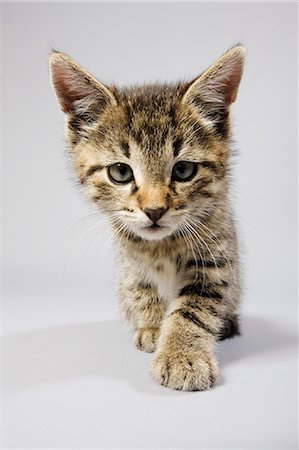 pussy picture - Cute kitten Stock Photo - Premium Royalty-Free, Code: 614-06043431