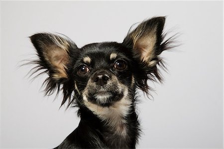 Dog close up, portrait Foto de stock - Sin royalties Premium, Código: 614-06043433